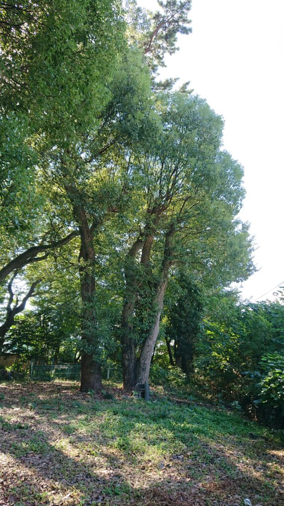 樹木の根本に祀られているのがミシャグジ風