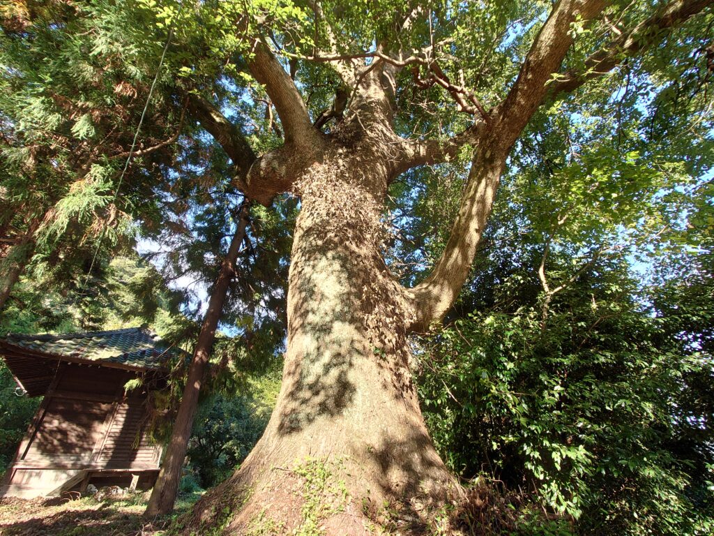 日枝神社の大楠