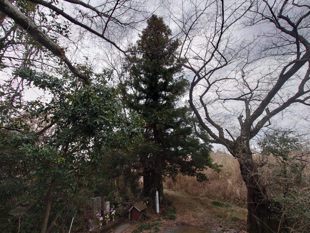 平松観音の杉